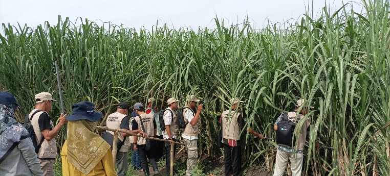  PT RPN-P3GI bersama  Disbun Jatim Tingkatkan Kompetensi Petani Melalui Pelatihan Budidaya Tebu 